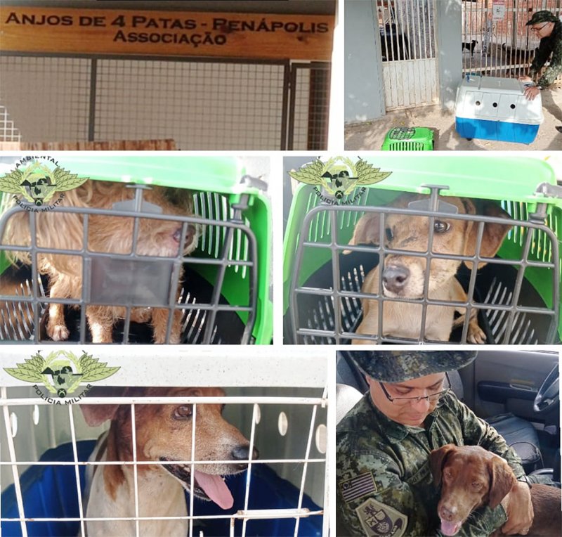 Mulher é multada por maus-tratos a animais