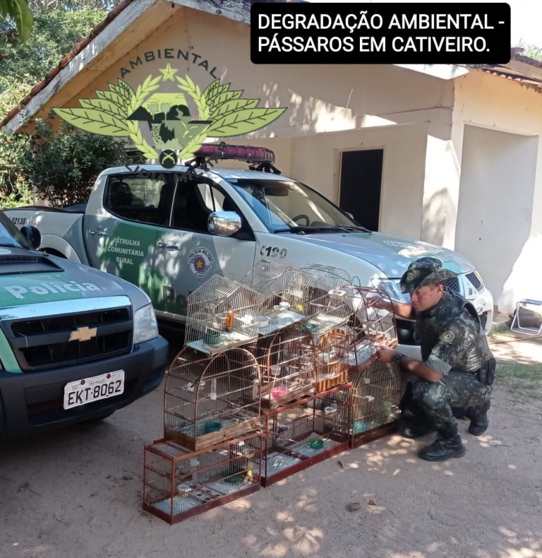 Morador em Braúna é autuado pela Polícia Militar Ambiental em R$ 55,5 mil em posse de pássaros silvestres
