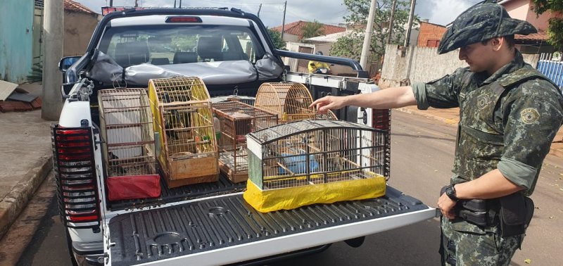 Morador de Luiziânia é autuado por manter pássaros em gaiolas