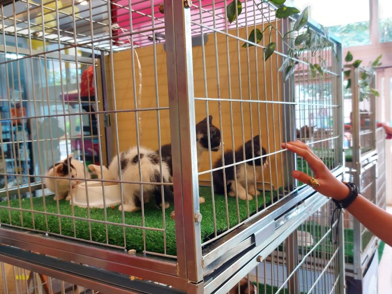 Shopping da região recebe feira de adoção pet neste sábado