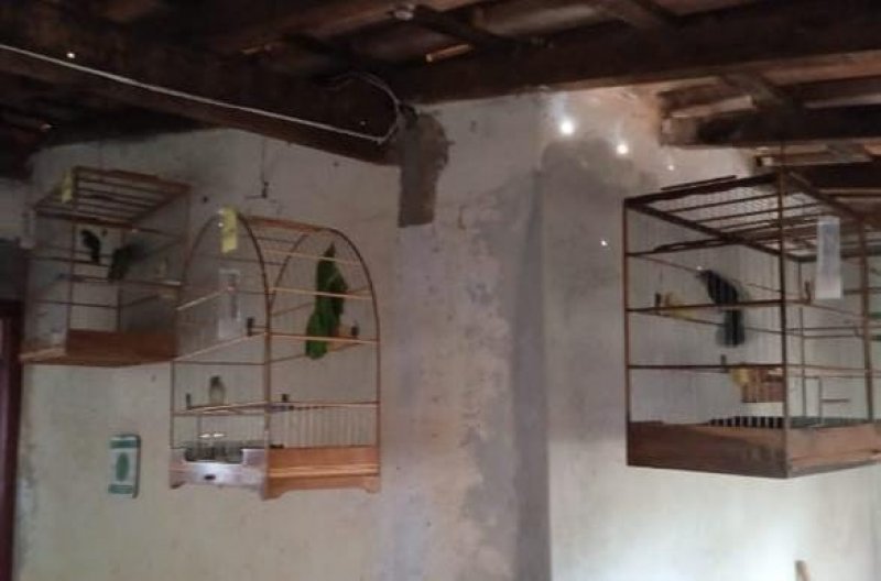 Polícia Militar Ambiental multa homem por informações falsas sobre pássaros em Alto Alegre