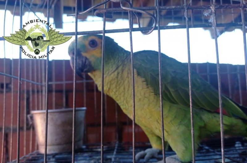 Pássaros em gaiolas são encontrados na microrregião