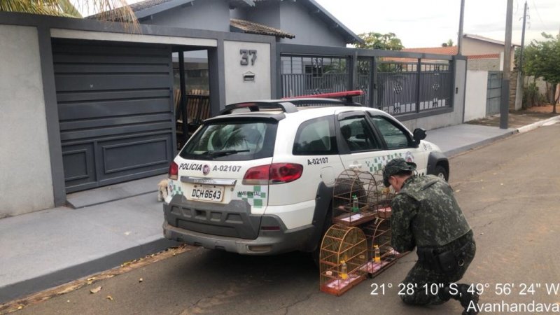 PM Ambiental multa homem por manter aves em gaiolas