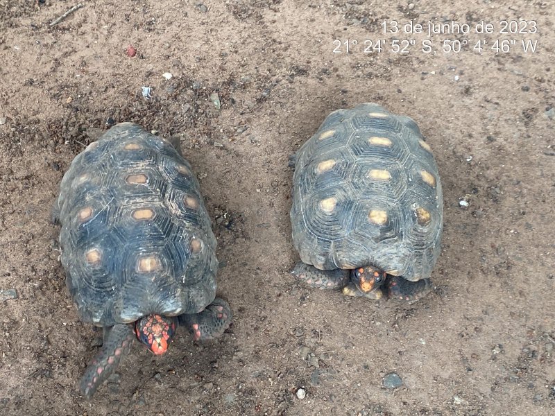 Polícia Ambiental continua ações de fiscalização na região