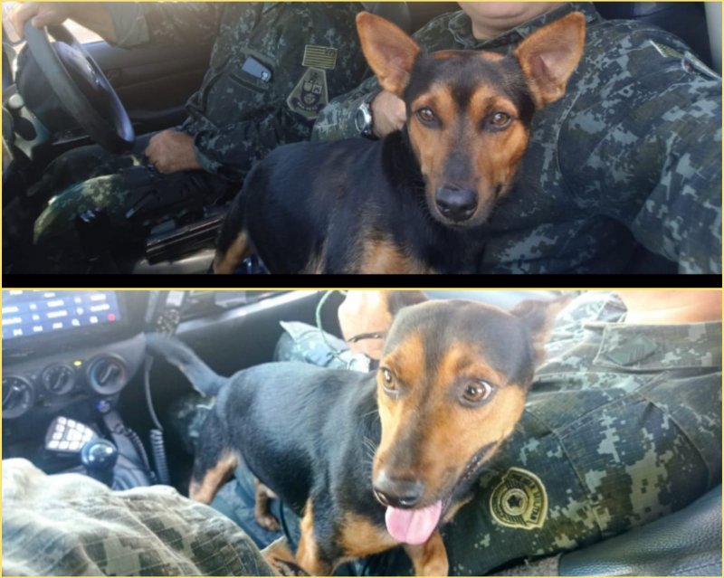 Jardim Morumbi: PM Ambiental resgata cão que sofria maus tratos