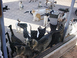 Doação: Associação Protetora dos Animais recebe ração do Rotary
