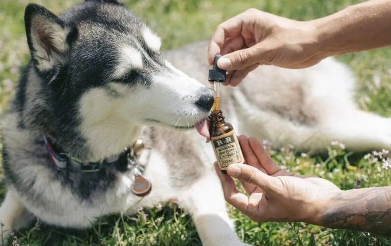 Região: tutores buscam cannabis medicinal para tratamento de pets