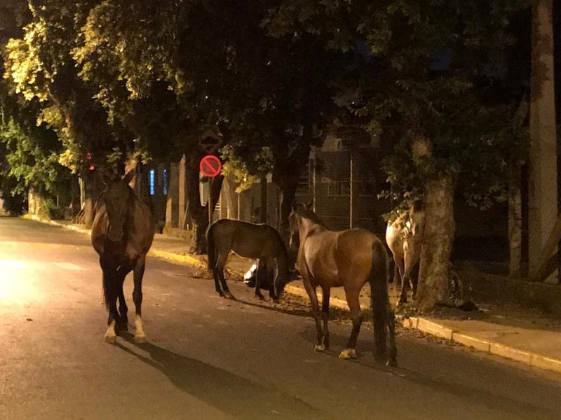 Munícipe pode adotar animais apreendidos pela Prefeitura de Penápolis