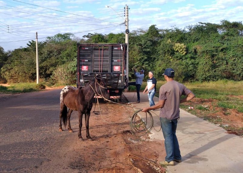 Fiscalização recolhe cavalos soltos em Penápolis