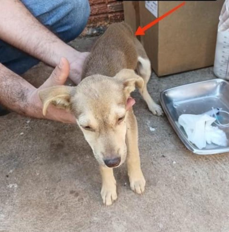 Animais são abandonados em Luiziânia e dona é autuada