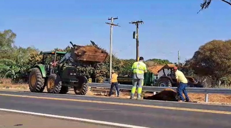 Caminhão atropela e mata oito cavalos em rodovia da região