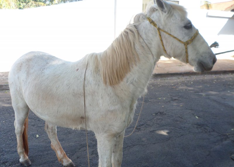 Novos cavalos são apreendidos após ficarem soltos na rua