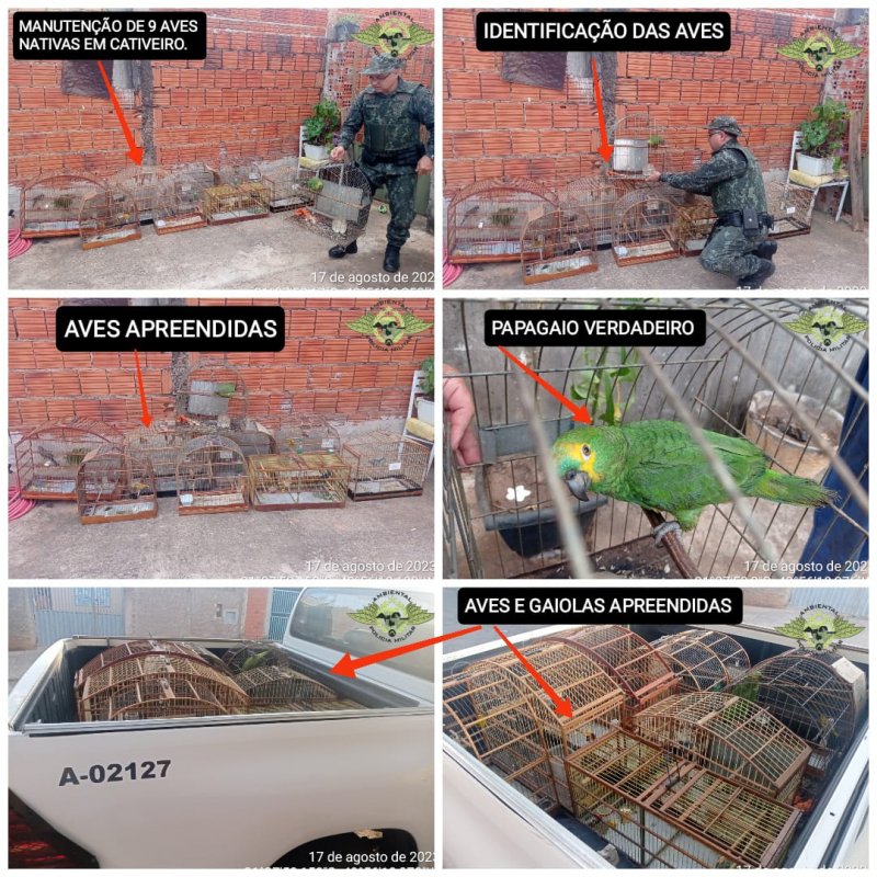Morador de Avanhandava é autuado em R$ 4,5 mil por manter pássaros em cativeiro