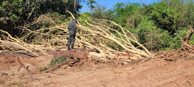 Dia da Árvore: PM Ambiental realiza operação de fiscalização na região
