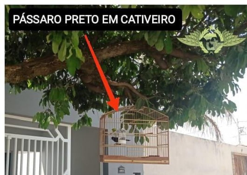 Morador é autuado por manter aves silvestres em cativeiro