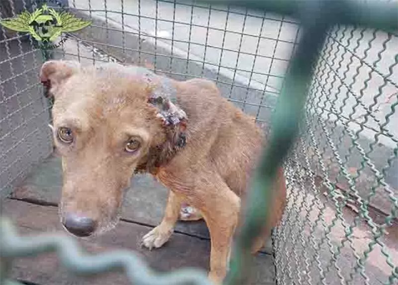 Região: mulher é autuada e presa por maus tratos de cachorro