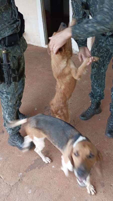 Morador de Avanhandava é autuado em R$ 18 mil por maus tratos a animais