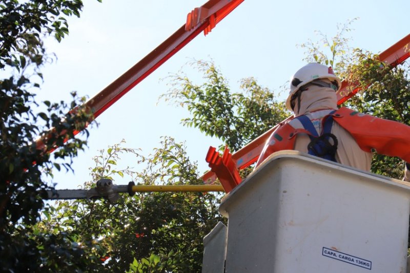 CPFL faz alerta sobre riscos com a rede elétrica durante podas de árvores