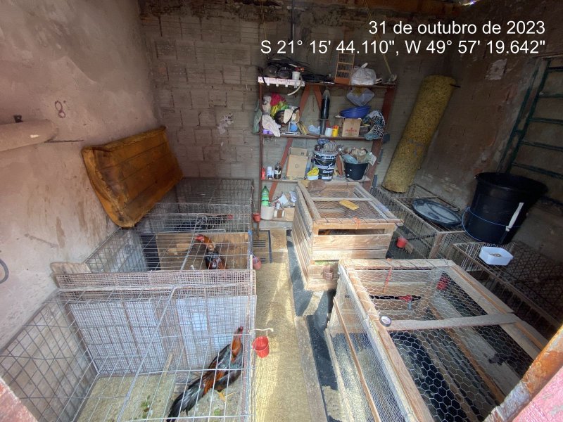 Polícia encontra galos que seriam usados para 