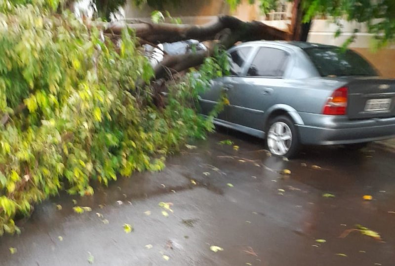Câmara quer que árvores em risco sejam identificadas