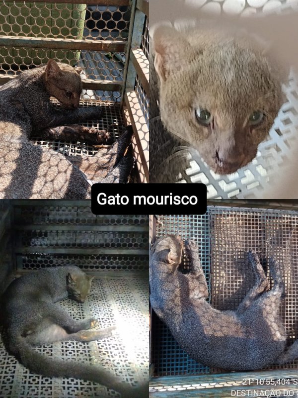 Gato Mourisco é resgatado em Glicério
