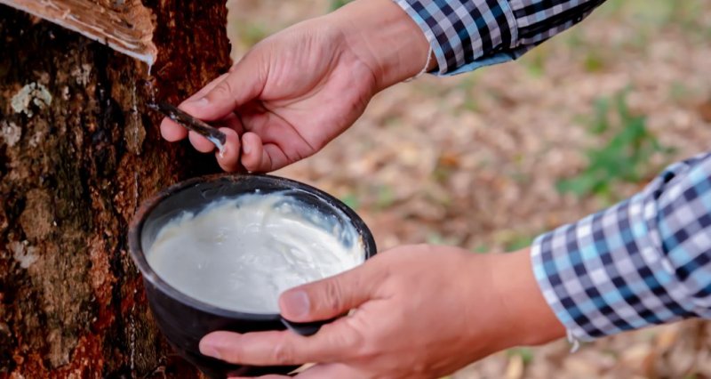 FAESP divulga relatório do custo de produção da borracha natural em São Paulo