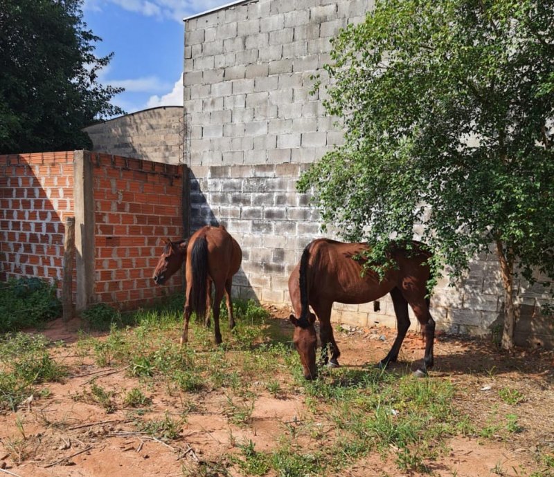 Mais três equinos são recolhidos da via pública