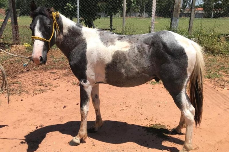 Prefeitura recolhe mais dois cavalos em via pública