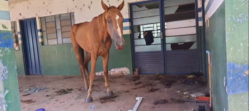 Mulher recebe multa de R$ 3 mil por abandonar cavalo doente em propriedade pública desativada