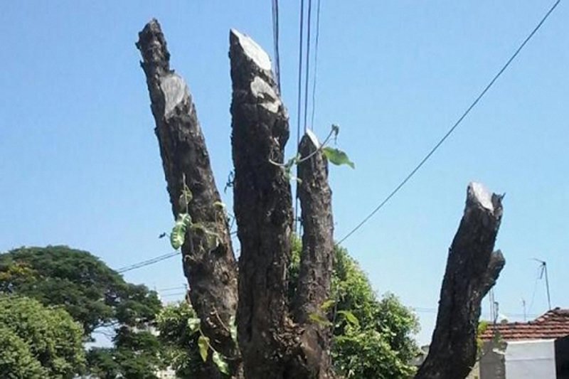 Poda e erradicação de árvores em Penápolis não podem ser feitas sem autorização