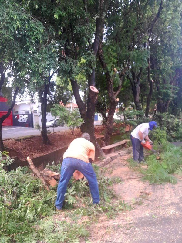 Poda de árvores em Penápolis