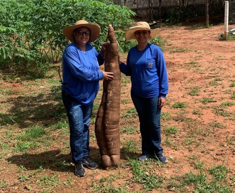 Região: produtor rural colhe mandioca com mais de 40kg