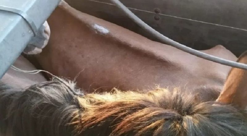 Homem é preso com 27 cavalos comprados na região para consumo humano no Paraguai