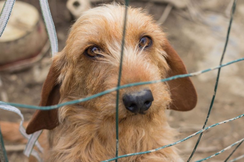 Câmara: aprovada Moção para projeto estadual em prol de animais