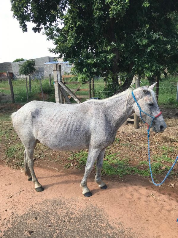 Mais um animal é recolhido pela Prefeitura próximo à Arnaldo Covolan