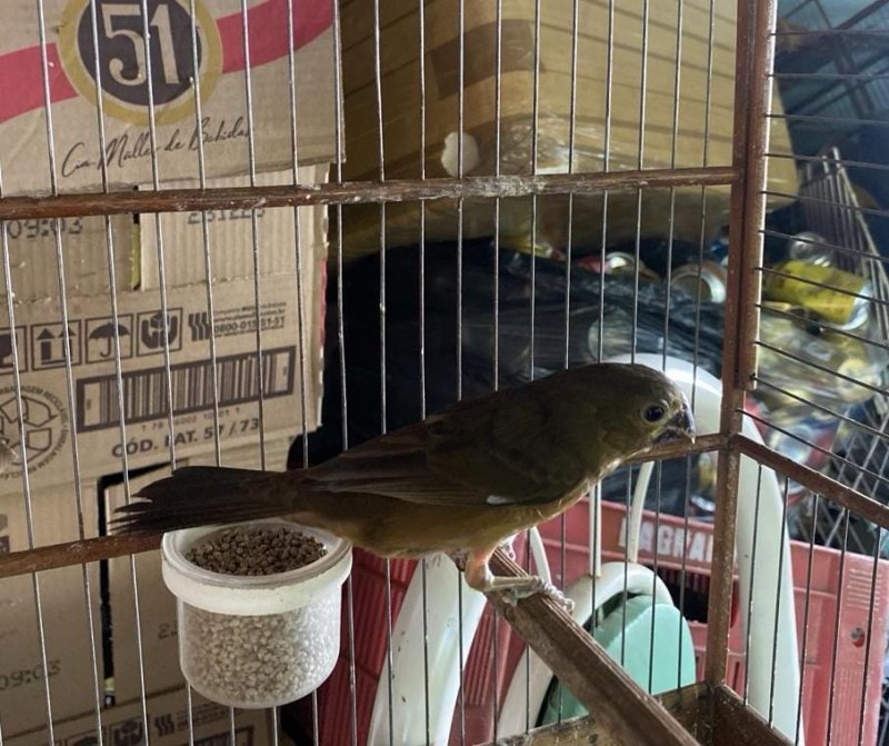 Polícia Ambiental autua criador de aves por manter cadastro de animais desatualizado