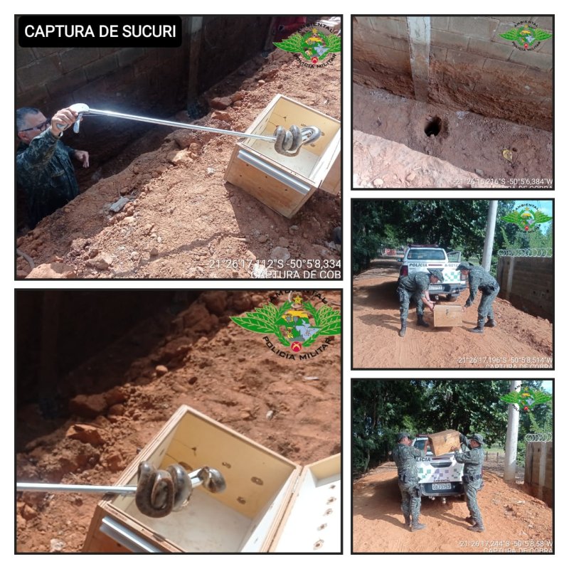 Cobra sucuri é capturada por policiais ambientais no Jardim do Lago 2