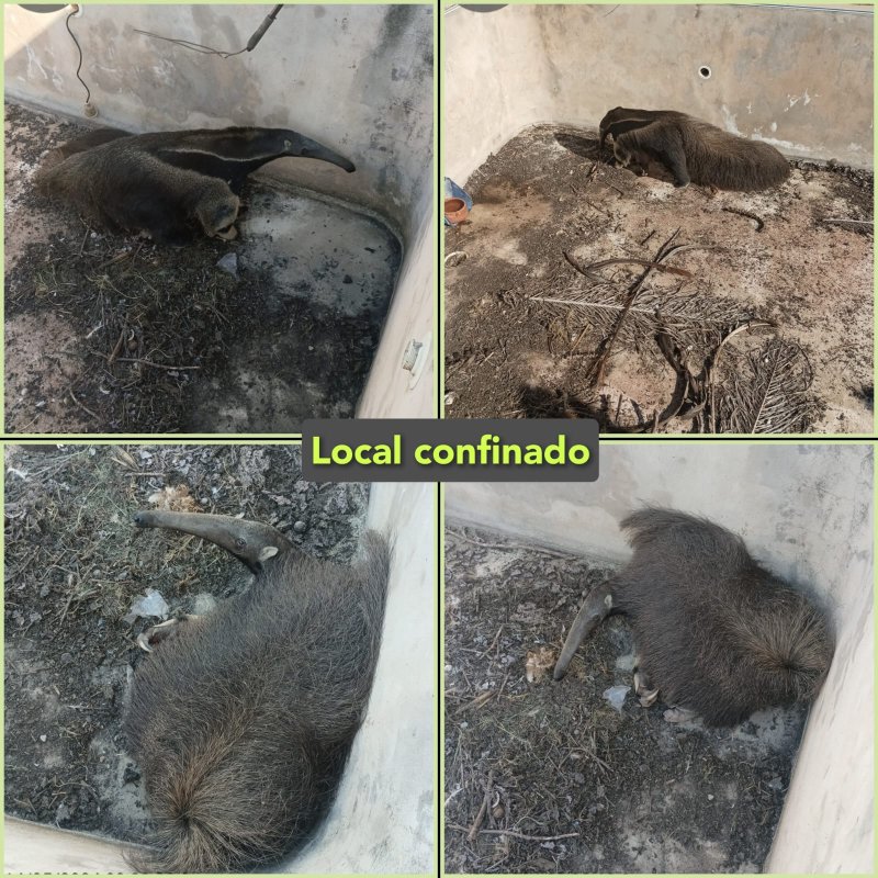 PM Ambiental captura tamanduá bandeira