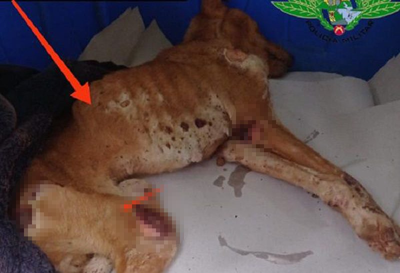 Cadela com leishmaniose: proprietário é multado por maus-tratos; animal morreu