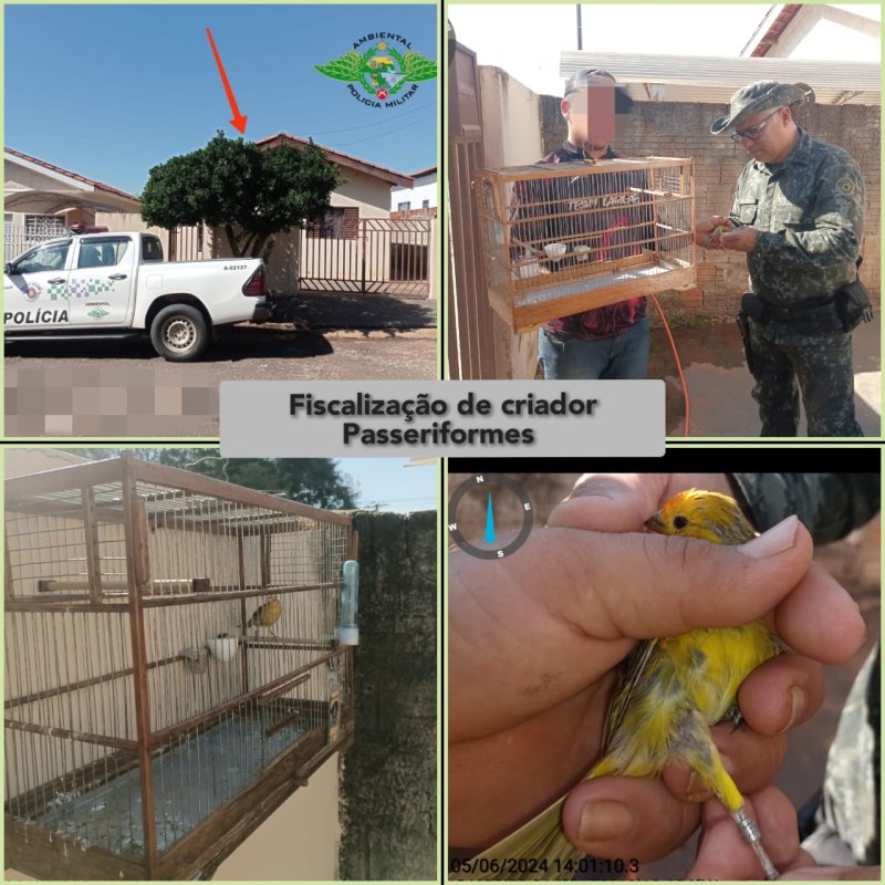 Criador é multado em R$ 10 mil por prestar informação falsa sobre ave