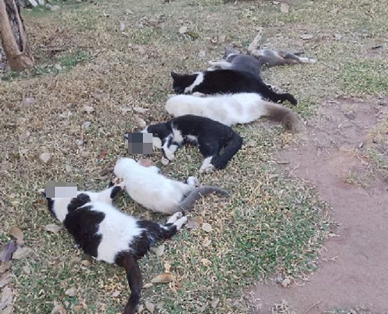 Região: Polícia Civil investiga morte de 17 gatos dentro de condomínio de chácaras