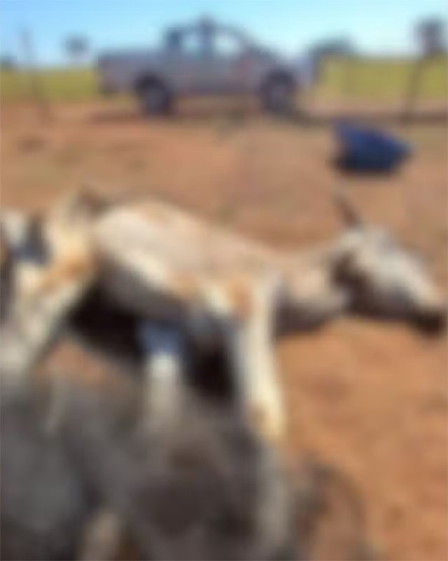 Homem é autuado por maus-tratos após deixar animal desnutrido