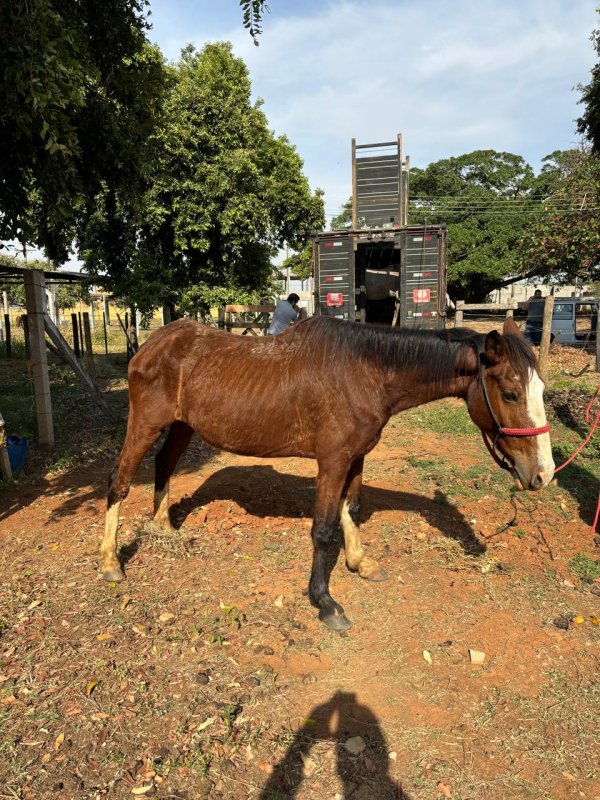 Seis equinos são apreendidos caminhando soltos na via pública