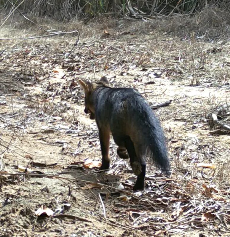 Resultados promissores: fauna em áreas rurais da região é monitorada