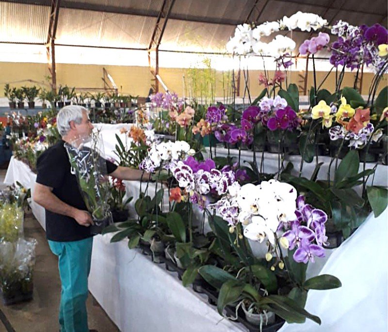 46ª edição: exposição de orquídeas começa amanhã em Penápolis