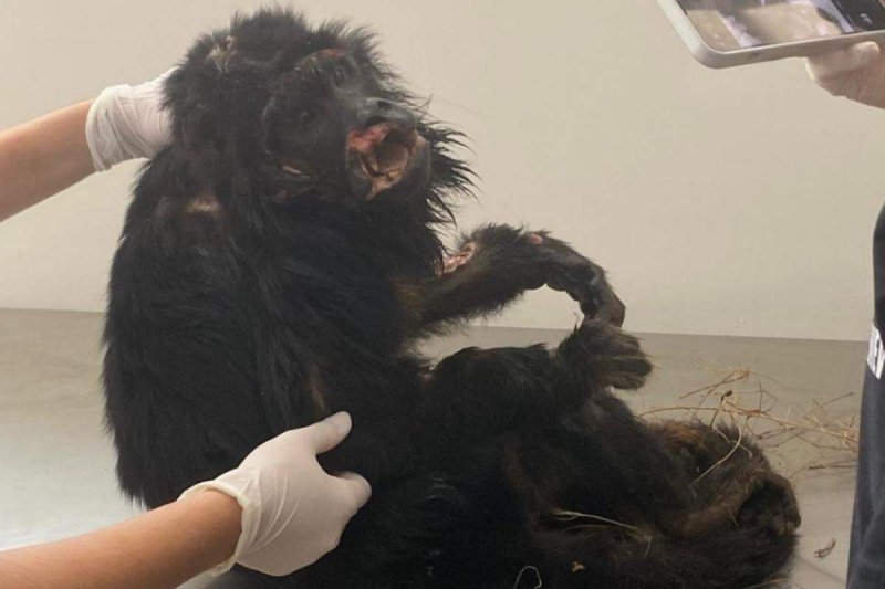 Bugio-preto ferido encontrado na região será submetido a eutanásia