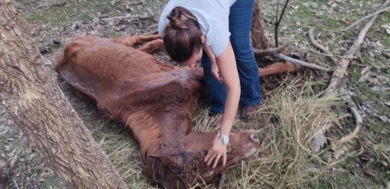Sitiante é multado por manter cavalo em situação de maus-tratos