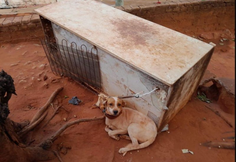 PM Ambiental multa mulher por maus-tratos a cachorro