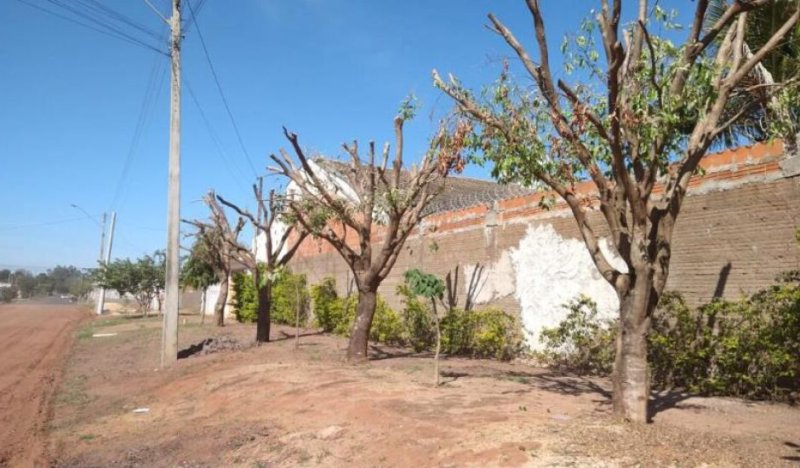 Penápolis: poda de árvores é proibida sem autorização