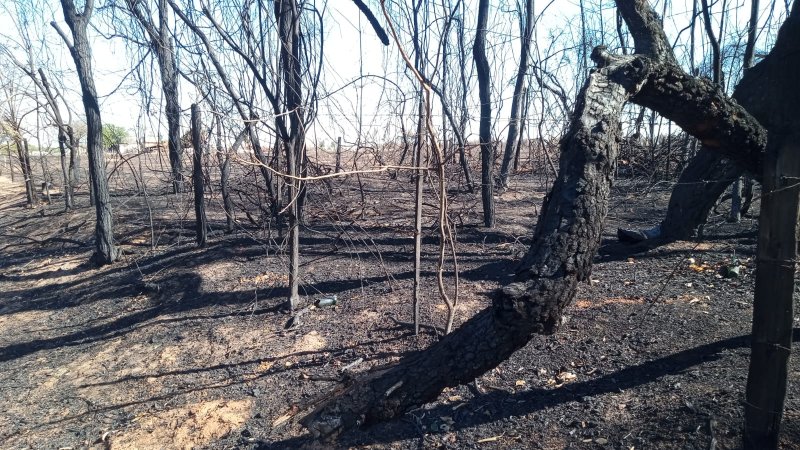 Incêndios: proprietários contabilizam prejuízos com a morte de animais